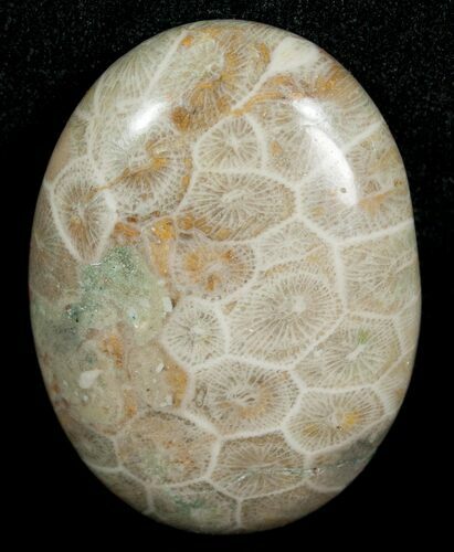 Polished Fossil Coral Cab - Indonesia #5995